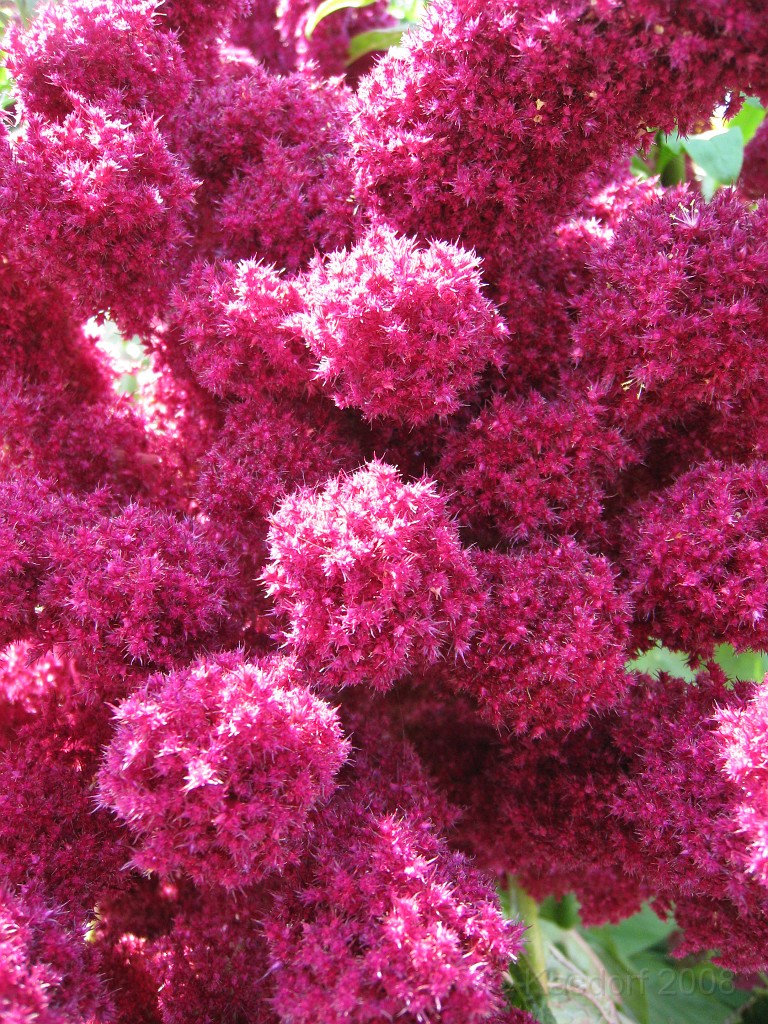 Michigans West Coast 2009 1665.jpg - Labor Day 2009. A trip along Michigans west coast to see beachs, art and buffets.